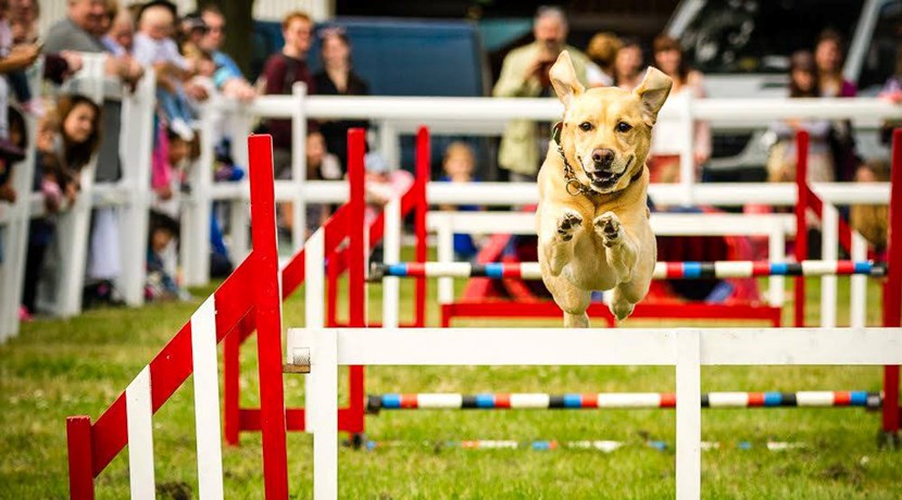 Tickets to The Pet Show + Midlands Food & Drink Festival